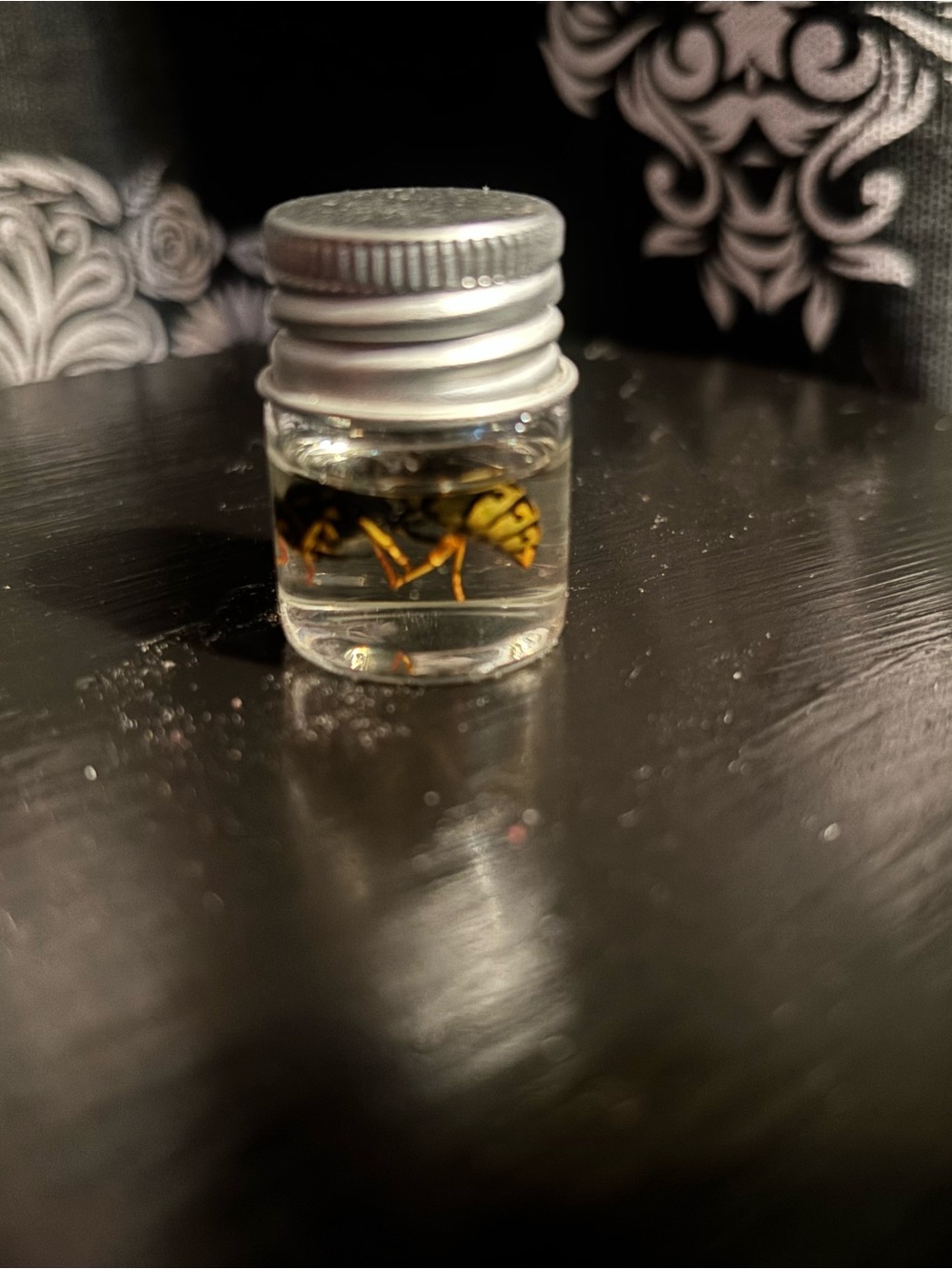 Yellow Jacket Wasp Queen Wet Specimen Oddity Witchcraft Supply